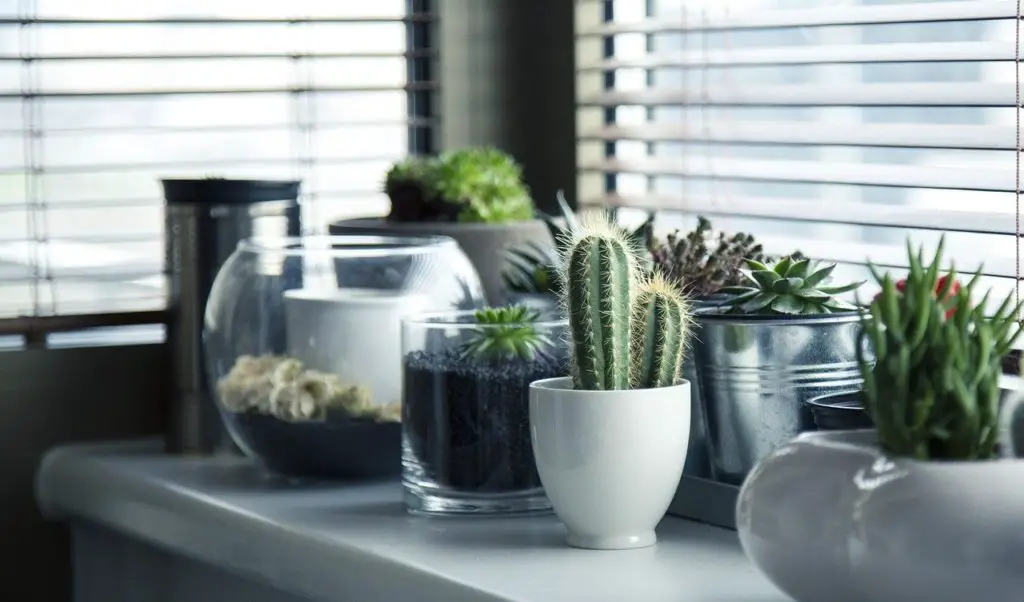 Cactus Plant Growing In A Window