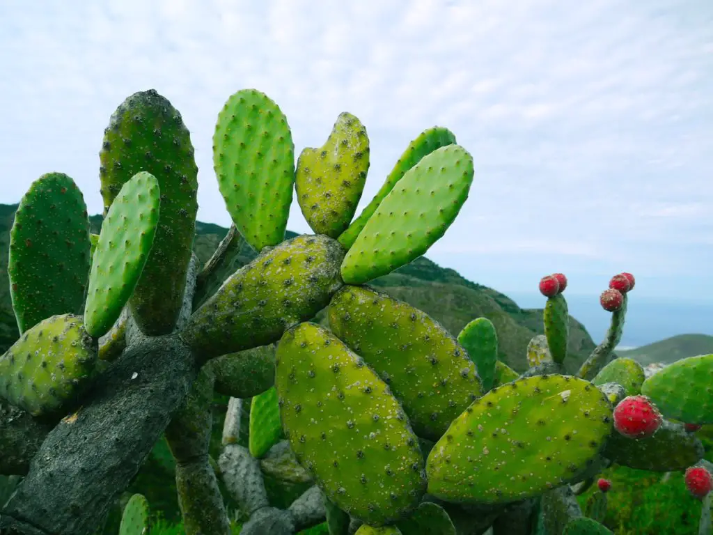 Green Cactus Plant Growing Outside