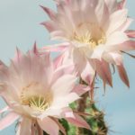 queen of the night, cactus, blossom-4287128.jpg