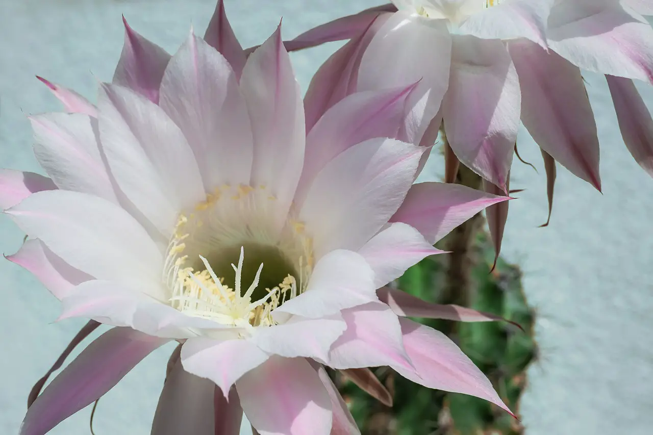 queen of the night, cactus, blossom-4287386.jpg