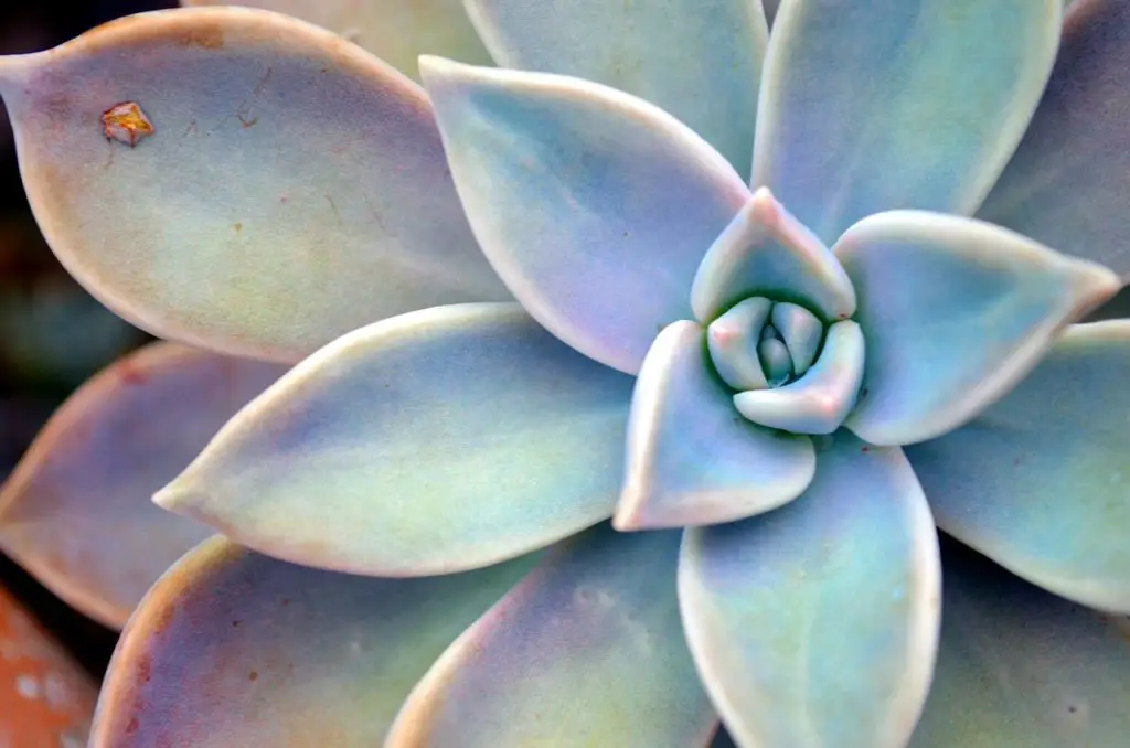 Succulent Plant Blooming