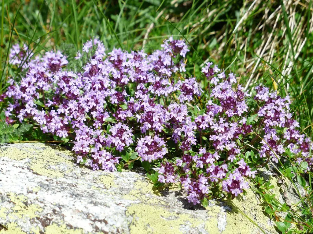 Thyme Flowering Outside In The Sun