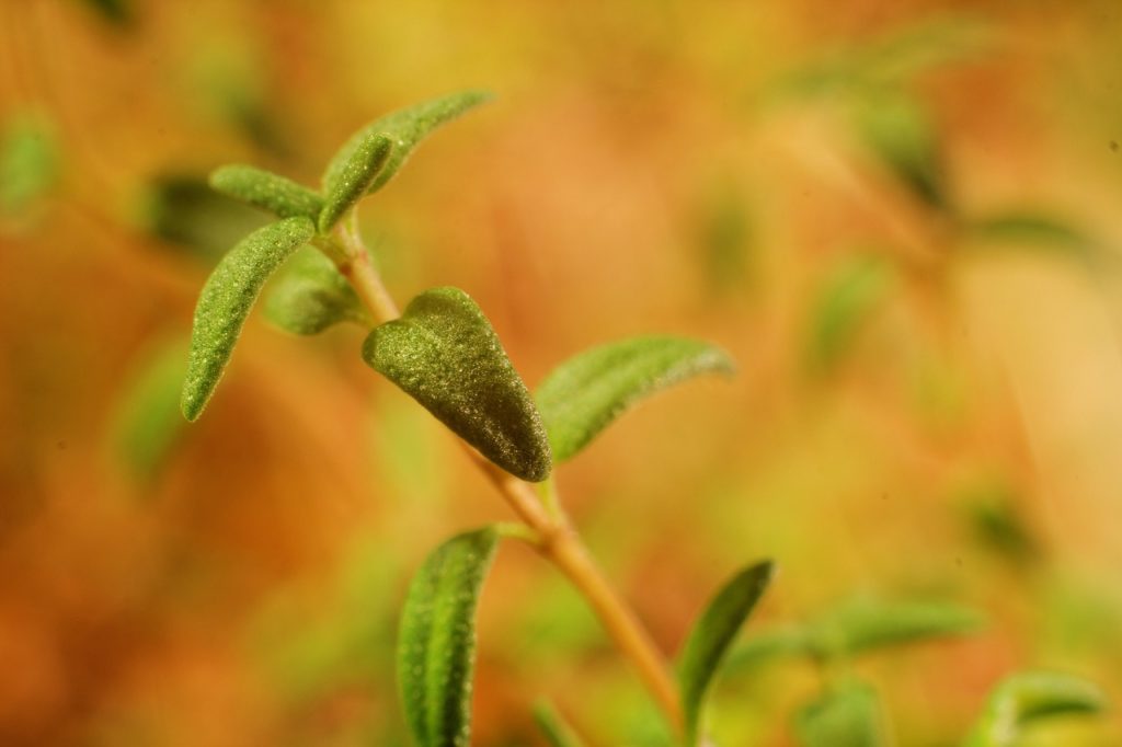 Closeup Of A Thyme Plant