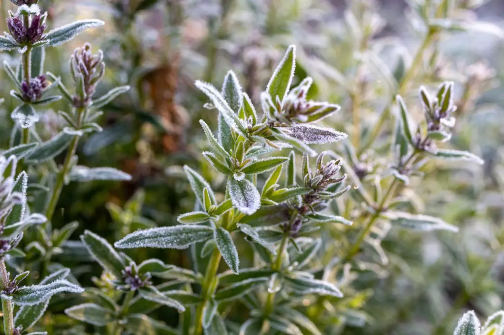 Thyme Outdoors In The Frost