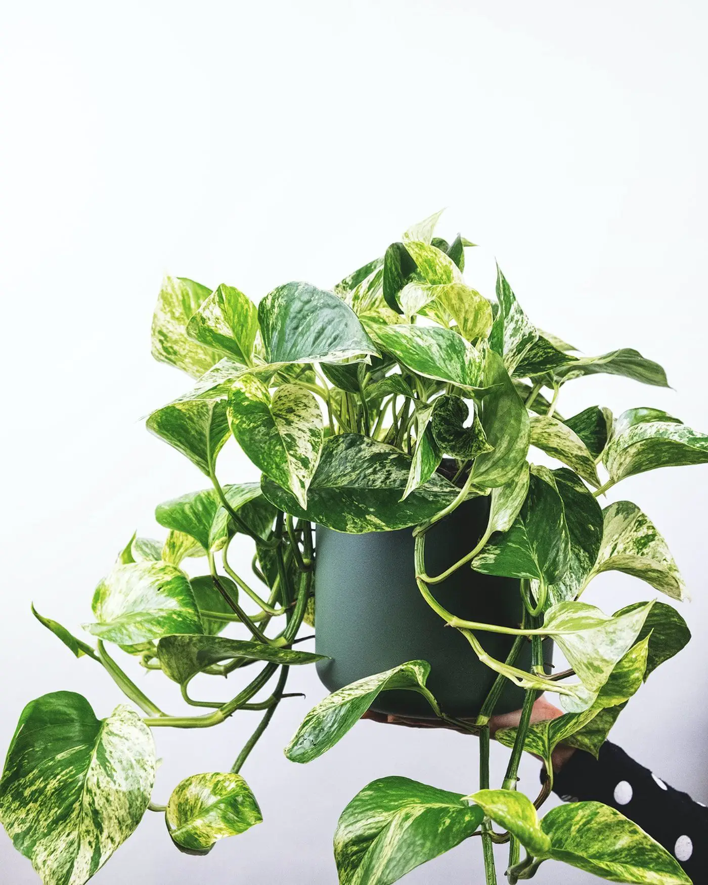 Pothos Turning Yellow After Repotting