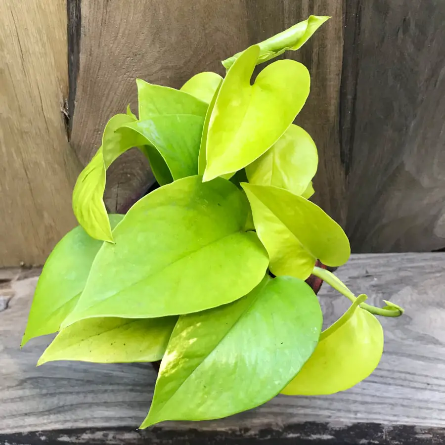 Pothos Plant Leaves Growing Outdooors