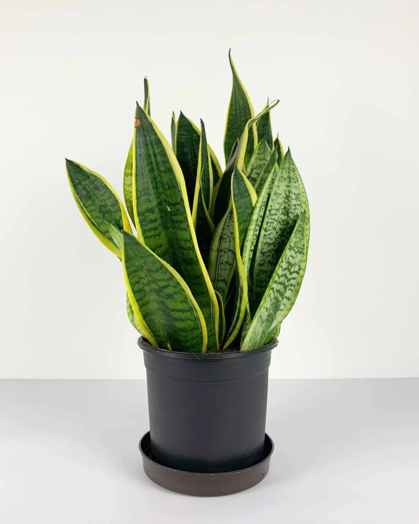 Snake Plant Growing