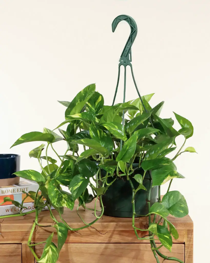 Pothos Plant With Holes