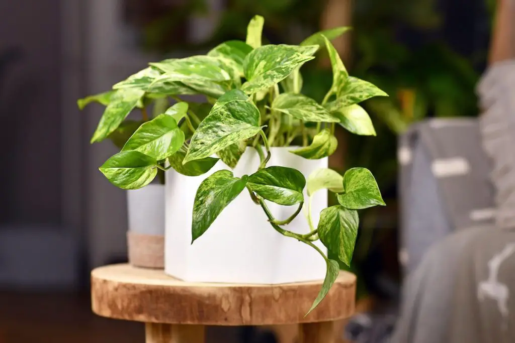 Pothos Plant Growing In A Pot