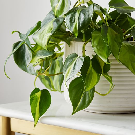 Pothos Leaves Growing Indoors