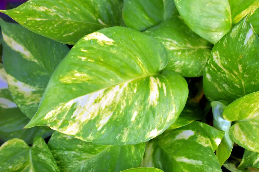 Pothos Plant Leaves In The Sun