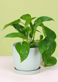 Pothos Leaves On A Plant