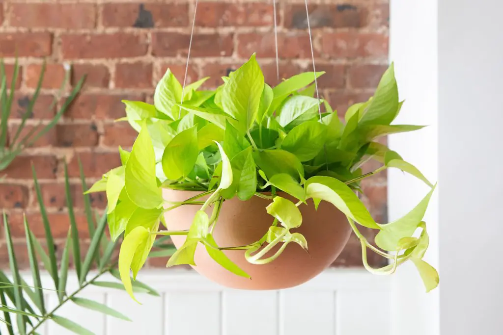 Pothos Plant Growing In The Sun