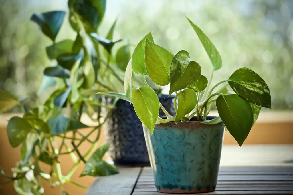 Pothos Plant Growing In A Small Pot