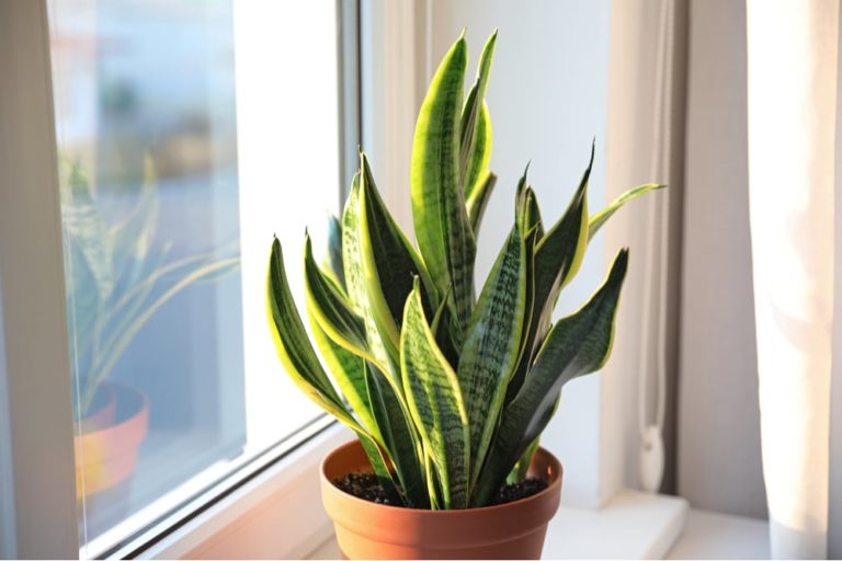 Snake Plant Thin Leaves