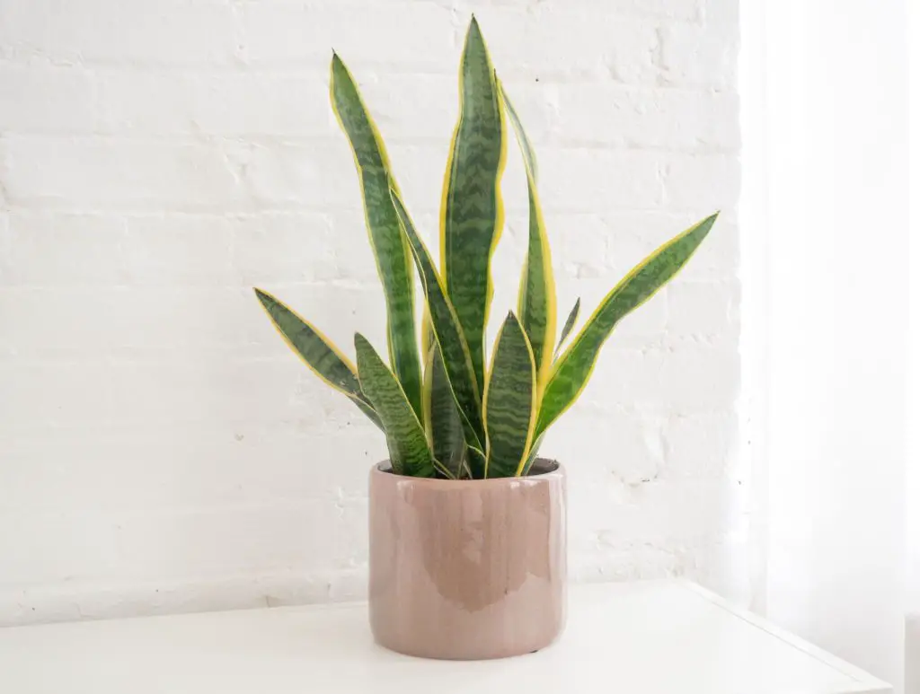 Snake Plant Growing In A Pot