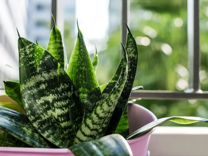Snake Plant Growing Indoors