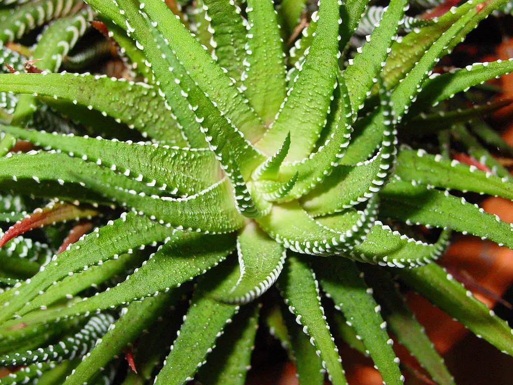 Aloe Vera Plant Growing Inside