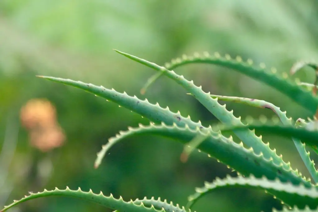 Small Aloe Vera Plant Growing Inside