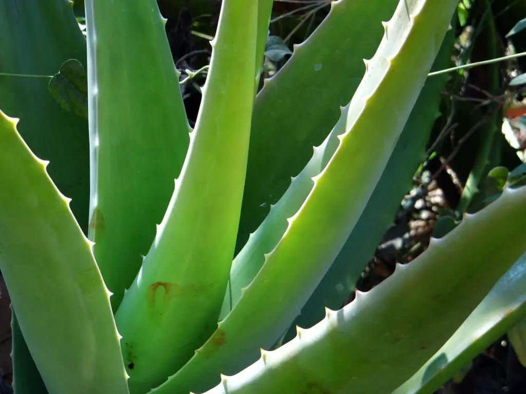 Small Aloe Vera Plant In The Sun