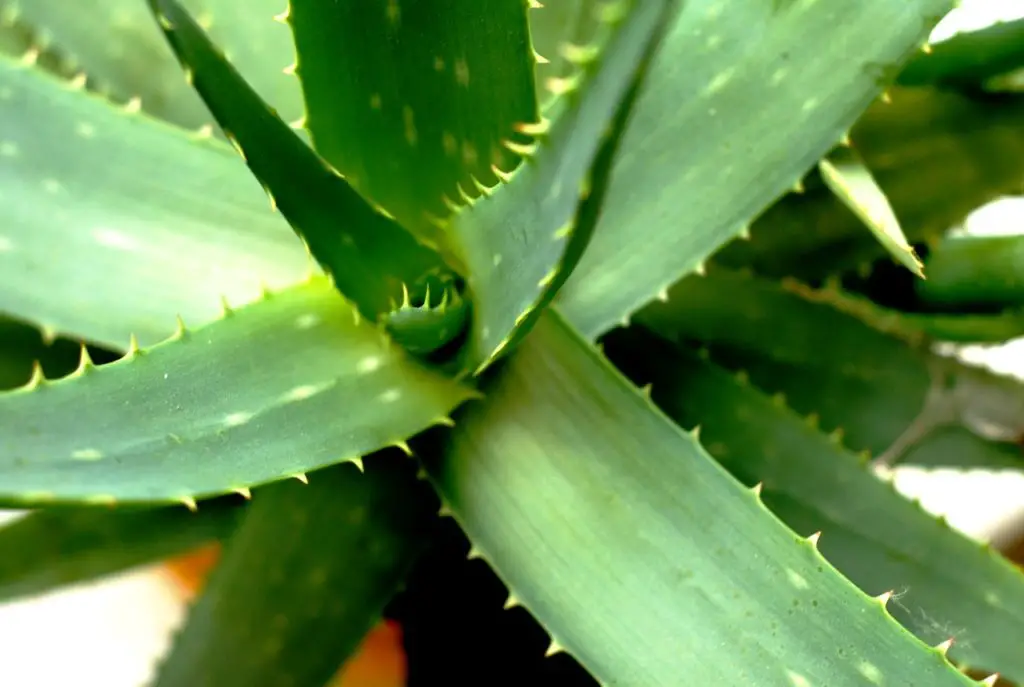 Aloe Vera Plant Growing In The Sun
