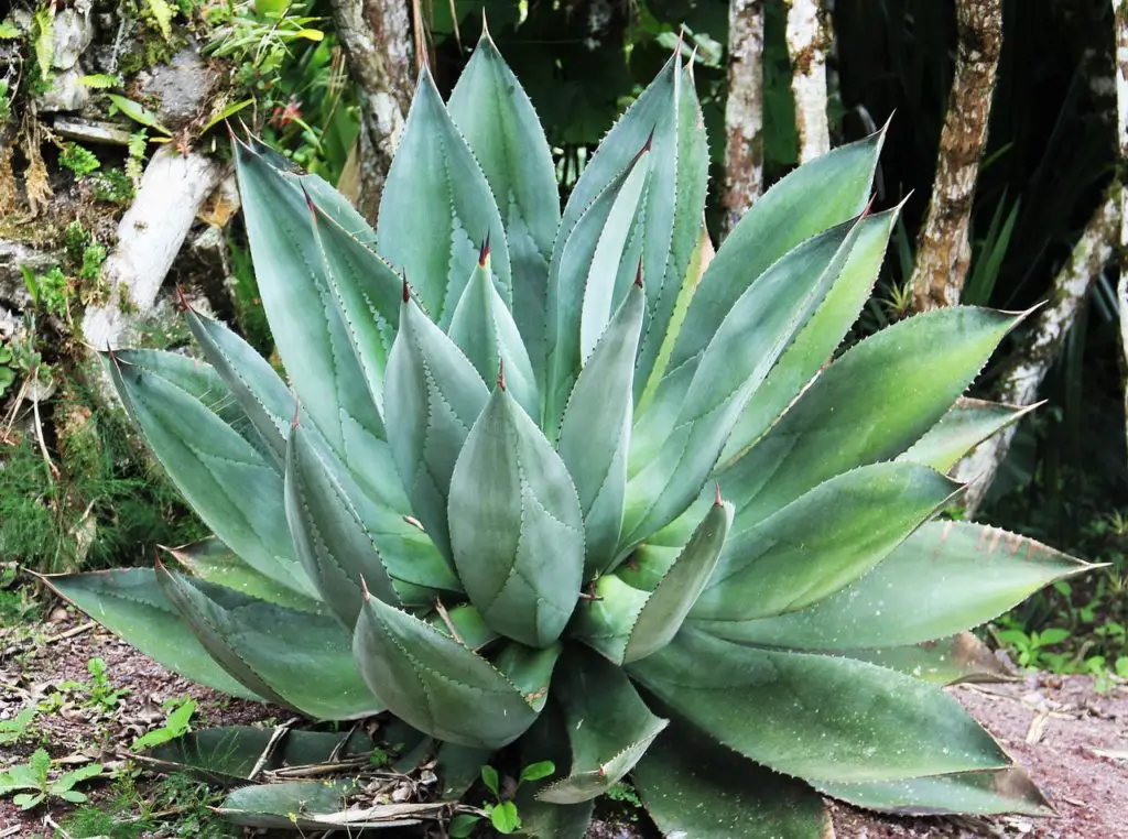 Aloe Vera Plant Growing