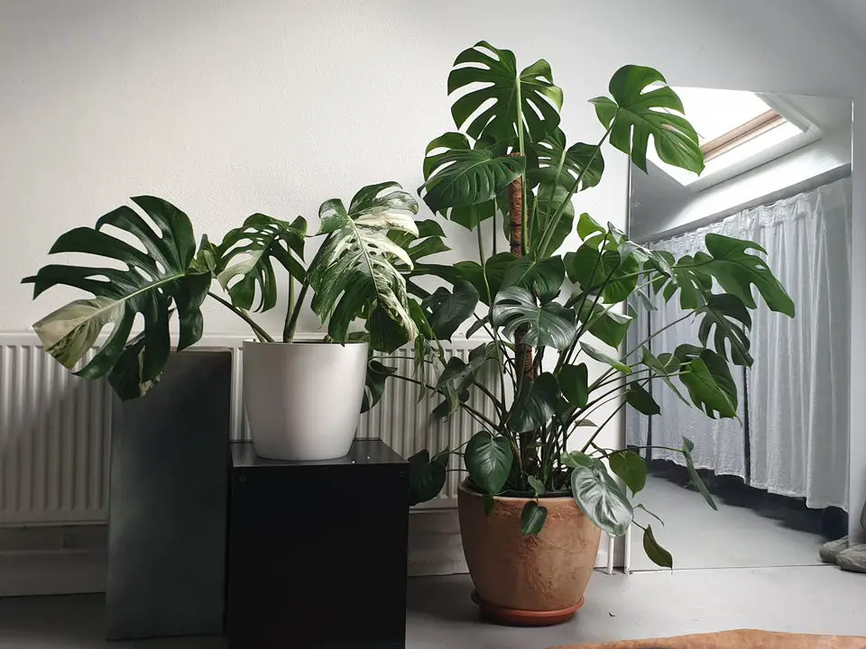 Monstera Plant Growing Indoors