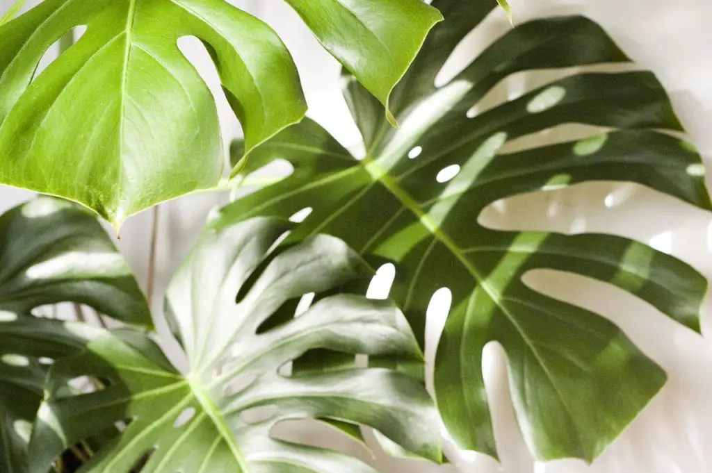 Monstera Plant Leaves In The Sun