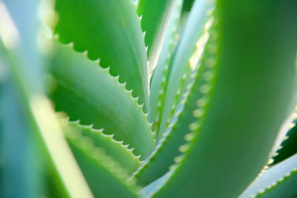 Aloe Vera Plant Growing Indoors
