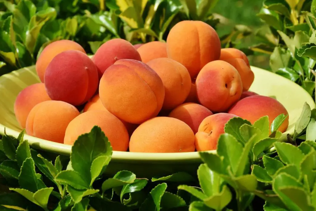 Ripe Peaches In The Sun