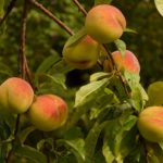 peaches, peach tree, malum persicum-8985.jpg