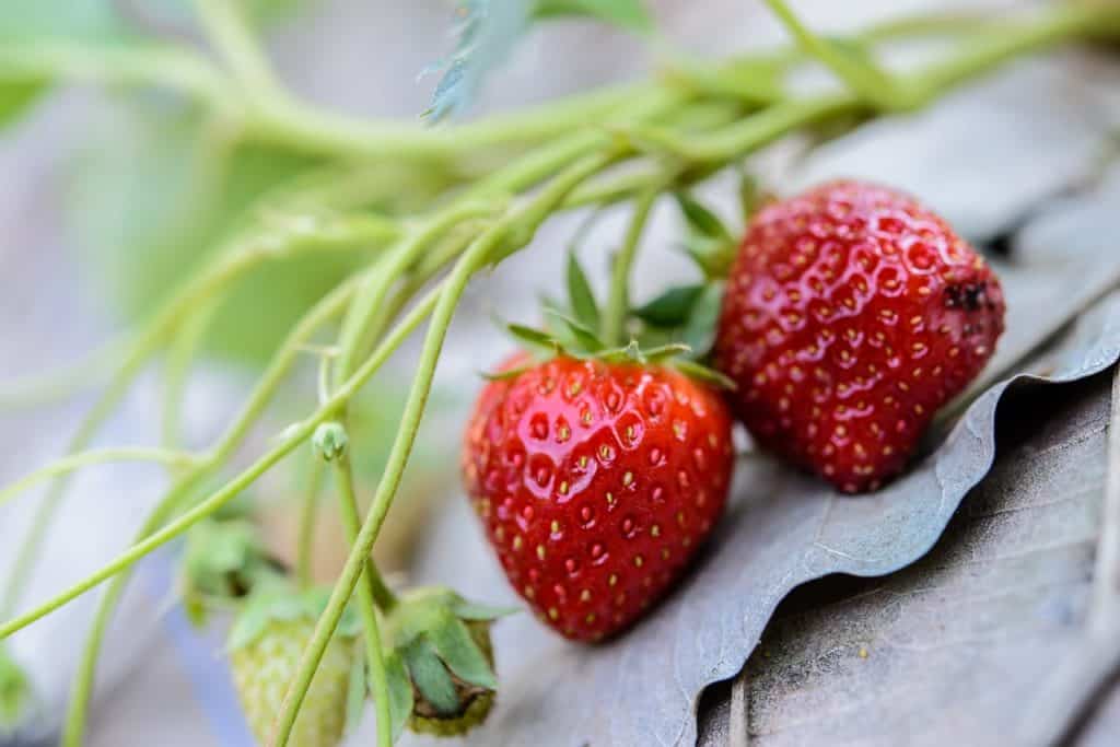 Small Strawberries In The Sun