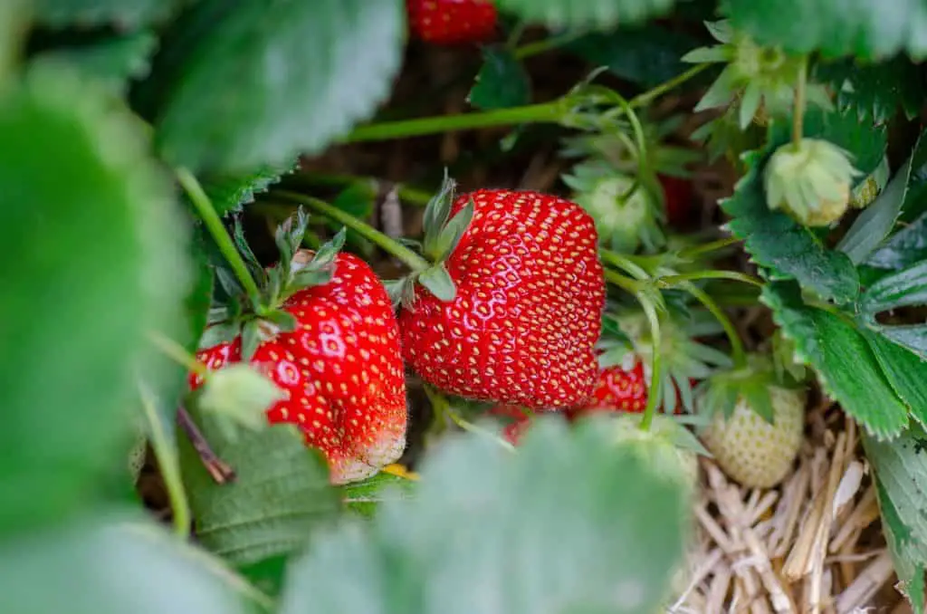 Strawberries Growing Outside