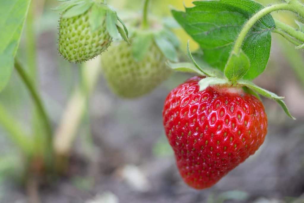 Ripe Strawberry Plant Outdoors
