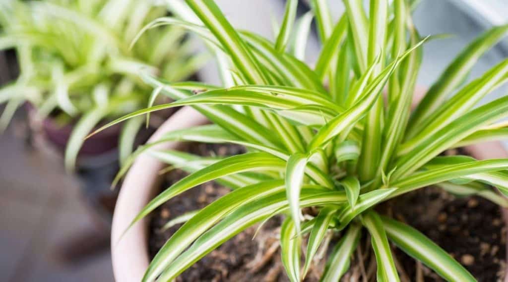 Green Spider Plant In A Pot