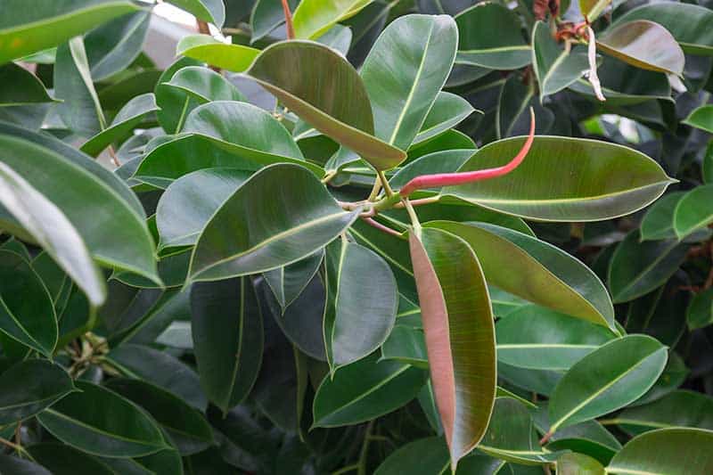 Green Rubber Plant Leaves