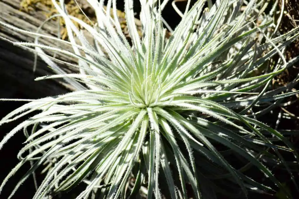 Air Plant Growing In The Garden