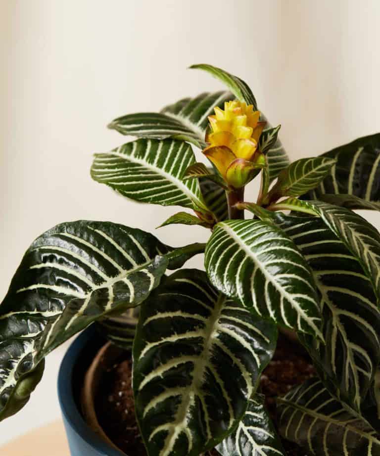 How To Save An Overwatered Zebra Plant