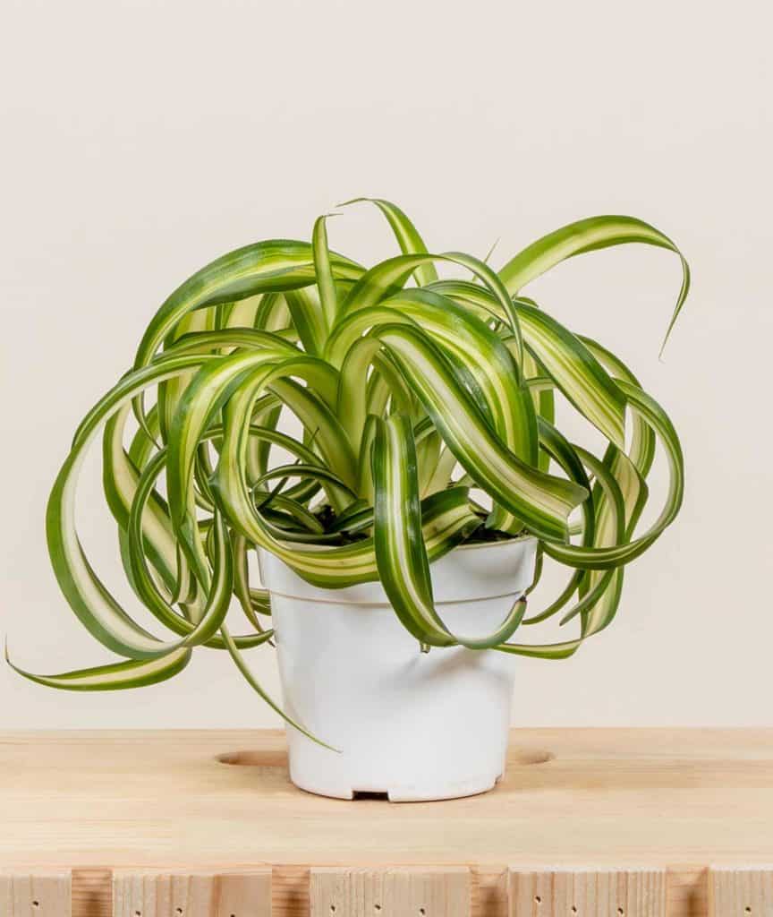 Curly Spider Plant Growing Inside