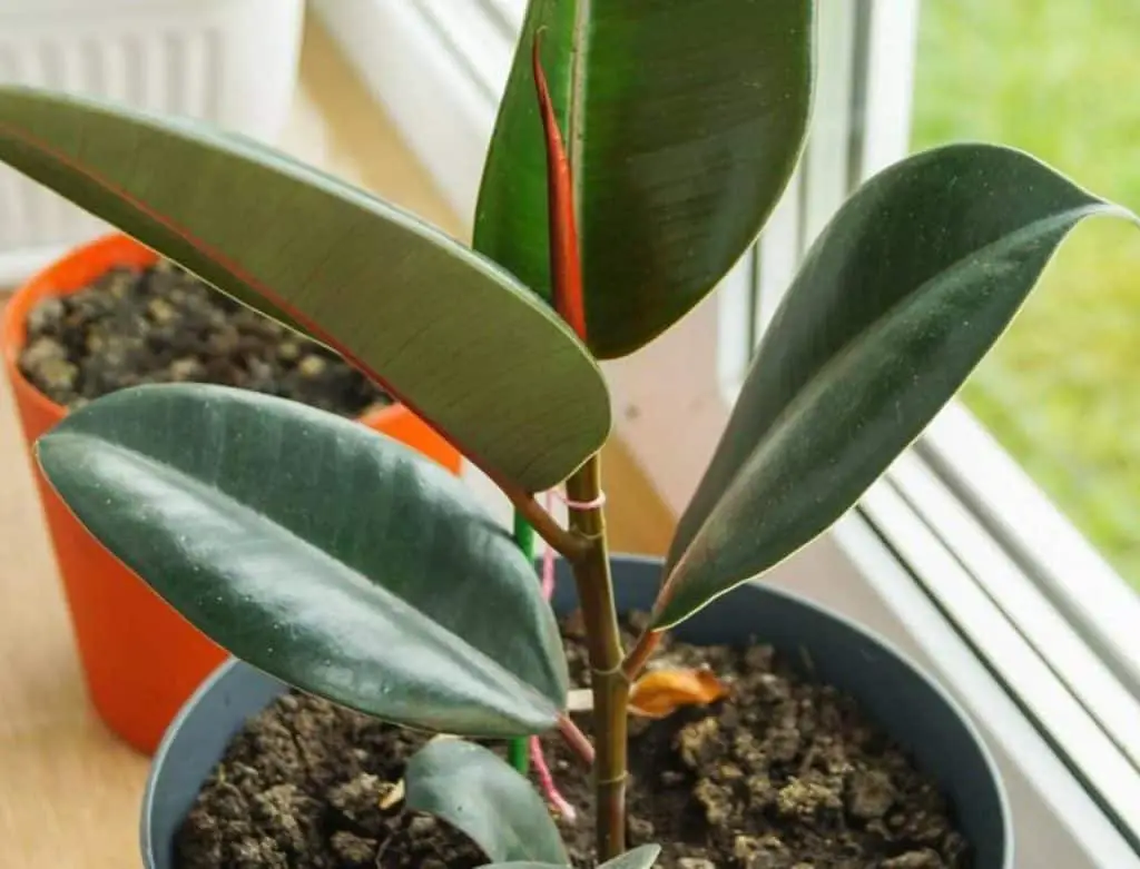 Small Rubber Plant In The Window