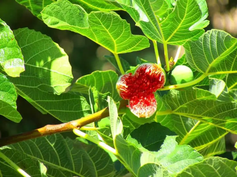 figs, fig tree, fig fruit-381194.jpg