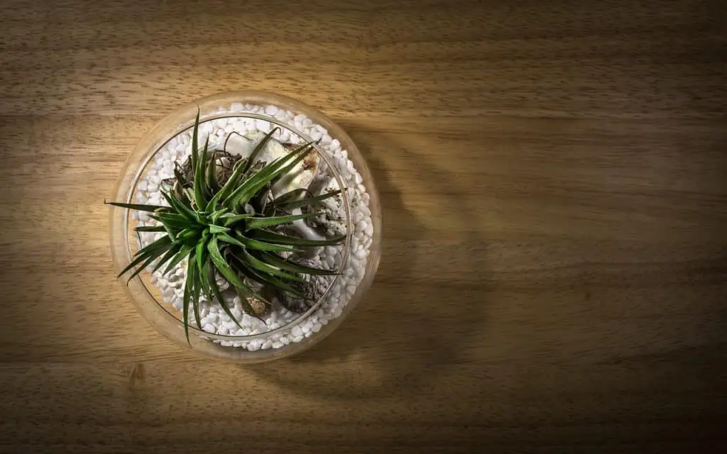 Air Plant In A Small Bowl