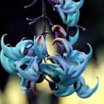 flower, blue jade plant, blue-7271928.jpg