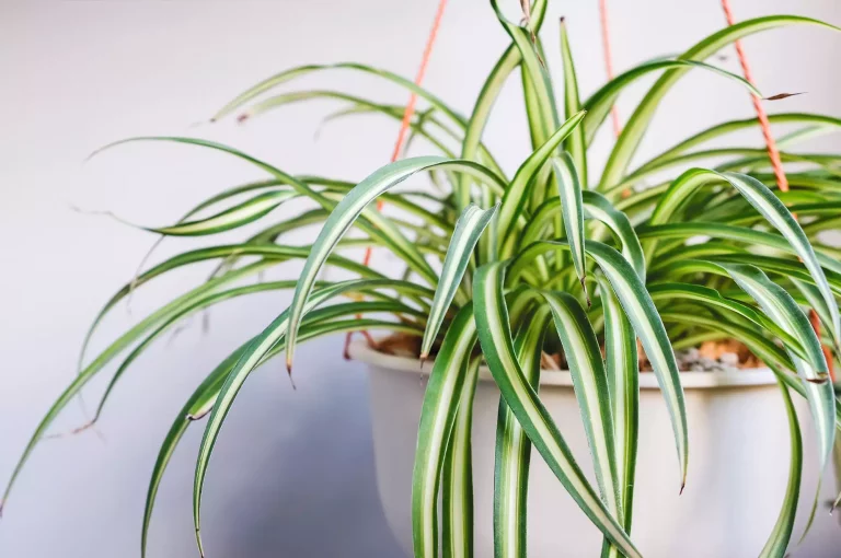 Spider Plant Brown At Base