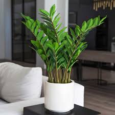 ZZ Plant Growing Indoors