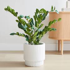ZZ Plant Growing Indoors