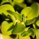 jade plant, crassula ovata, succulent-1671461.jpg