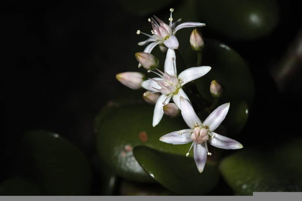 Flowering Small Jade Plant