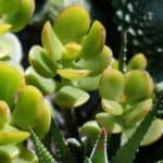 jade plant, succulent, container plant-1633675.jpg