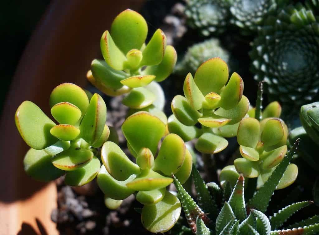Green Jade Plant Growing In The Sun